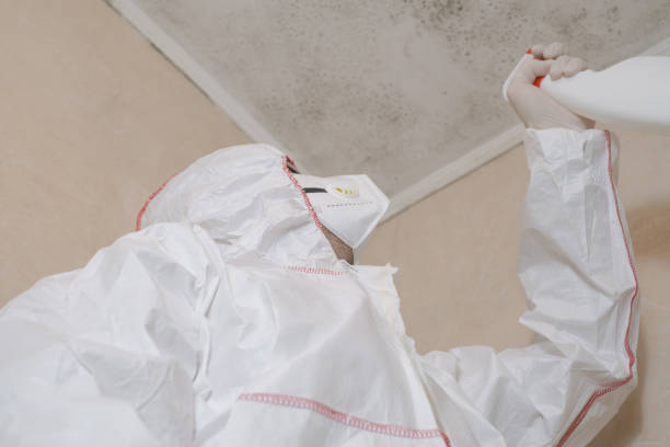 Professional Mold Remediation in Los Banos, CA